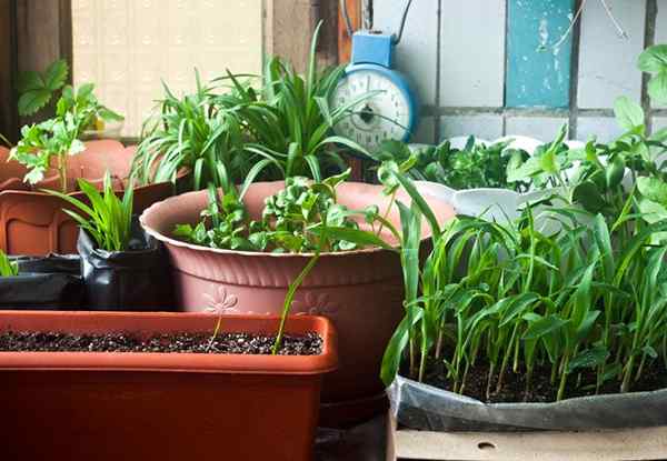 Cómo hacer su propio fertilizante para plantas