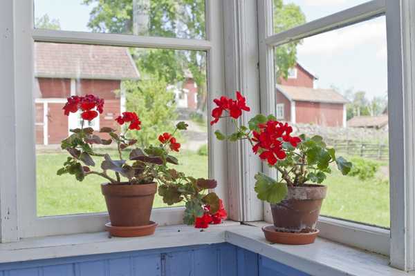 Cara Geranium Overwinter