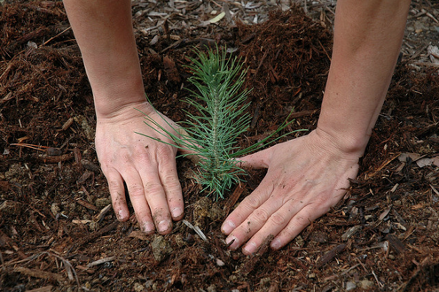 Cómo plantar un árbol