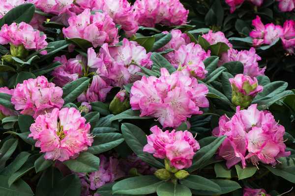 Cara menanam dan merawat rhododendron