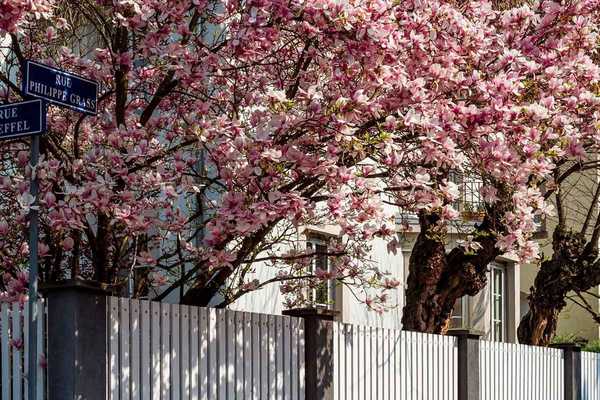 Cómo plantar y cultivar un árbol de magnolia