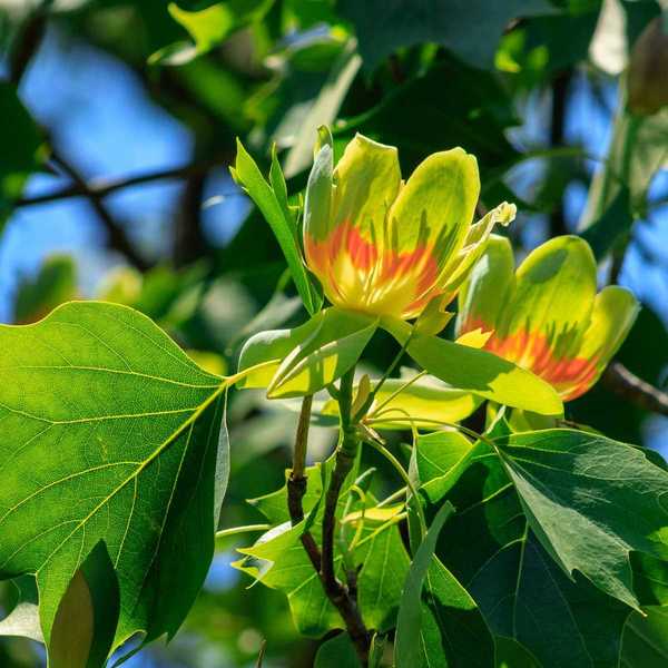 Wie man einen Tulpenbaum pflanzt und wächst