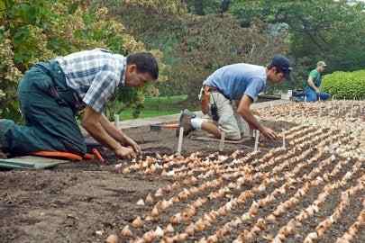 Como plantar lâmpadas no outono