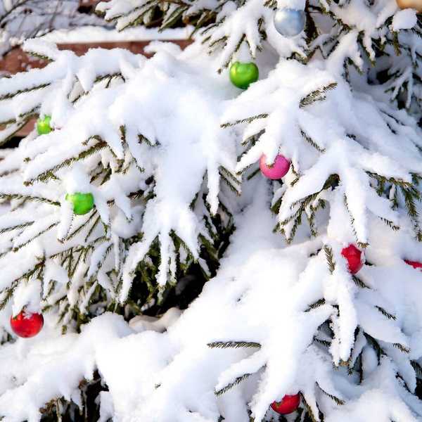 Wie man Sträucher vor starkem Schnee schützt