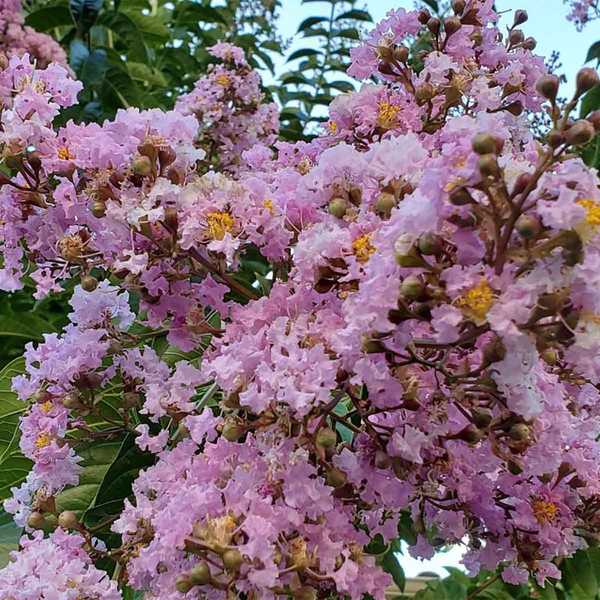 Cara memangkas crepe myrtle