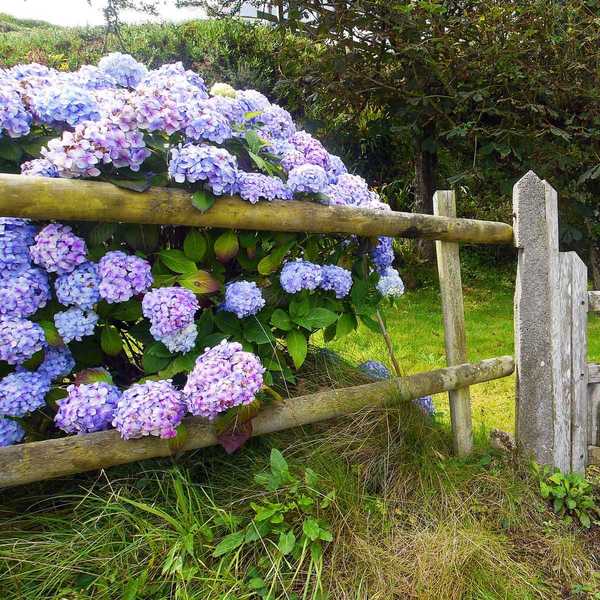 Cara memangkas hydrangea