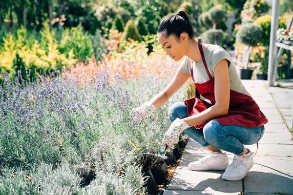 Bagaimana memangkas lavender