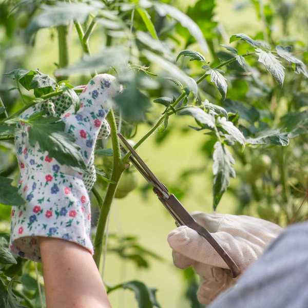 Cómo podar las plantas de tomate