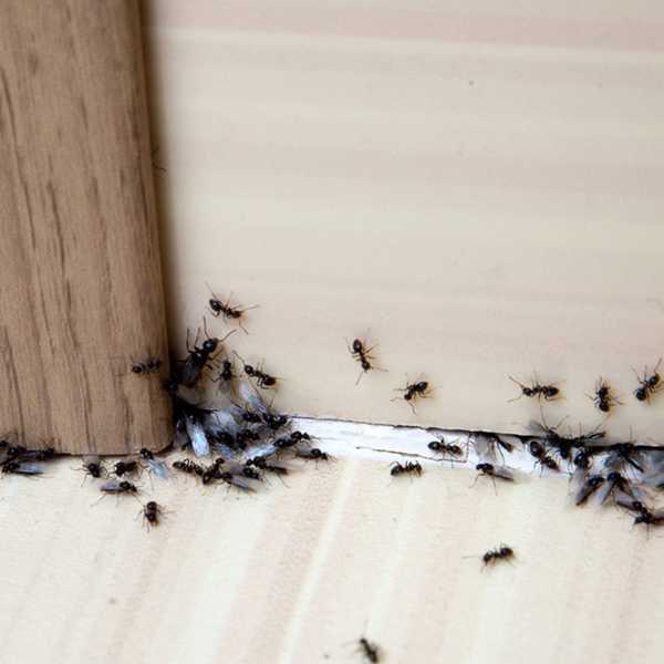 Wie man schnell Ameisen loswerden