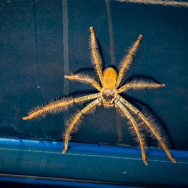 So werden Spinnen in Ihrem Auto schnell los