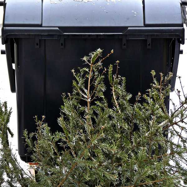 So recyceln Sie Ihren Weihnachtsbaum