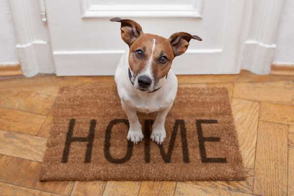 Comment empêcher un chien de caca dans la maison