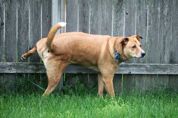 Cómo evitar que los perros marquen su territorio en su patio