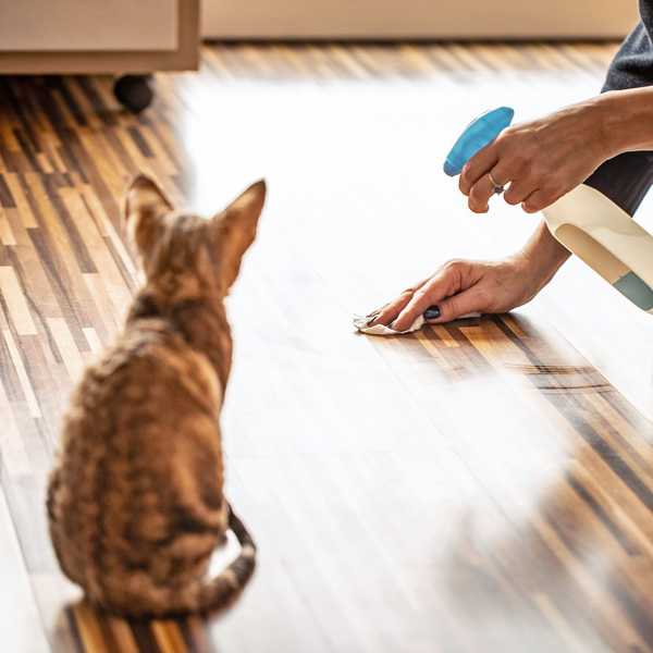 Comment empêcher votre chat de faire pipi à l'extérieur de la litière
