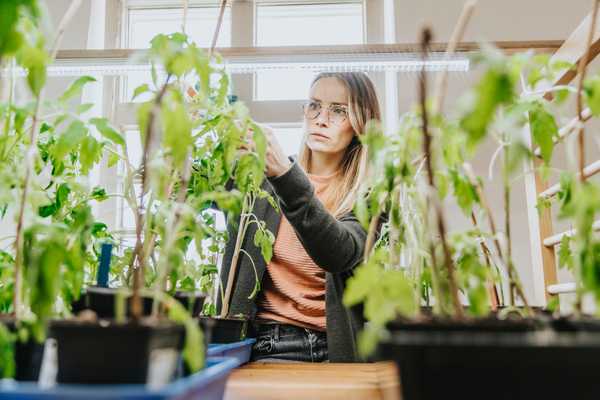 Como usar as luzes Grow para cultivar plantas saudáveis ​​para dentro de casa