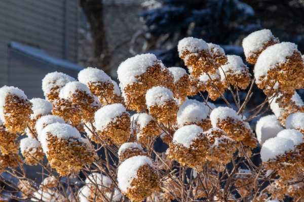 Cara musim dingin hydrangea