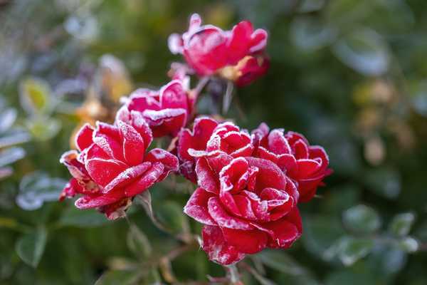 Cara Winterize Rose Bushes