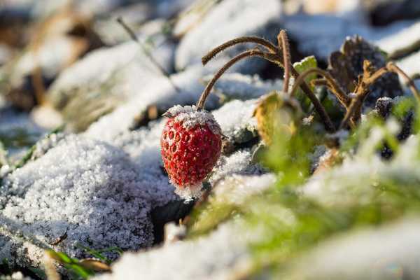 Wie man Erdbeerpflanzen winterlich wintert