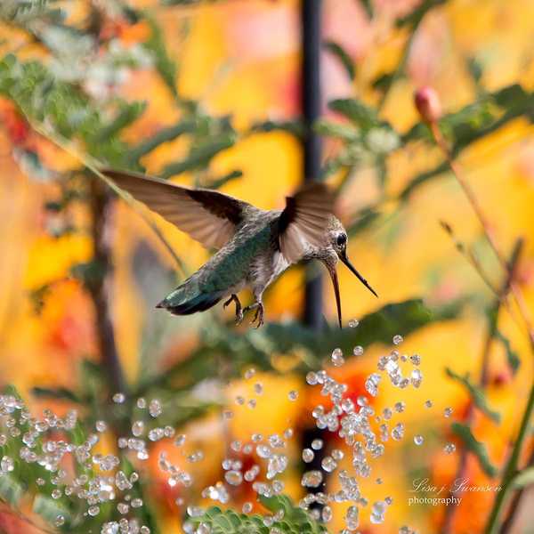 Hummingbirds suka jenis burung ini