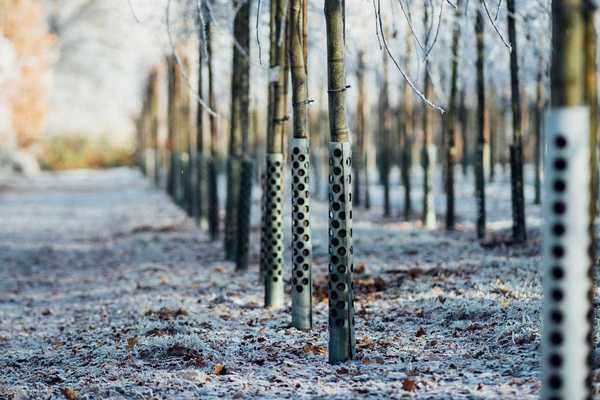 Wenn Sie Metall um einen Baum gewickelt sehen, bedeutet dies das, was es bedeutet