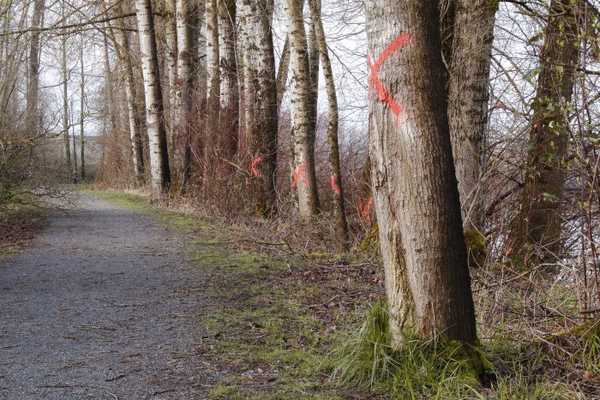 Si vous voyez de la peinture sur les arbres, c'est ce que cela signifie