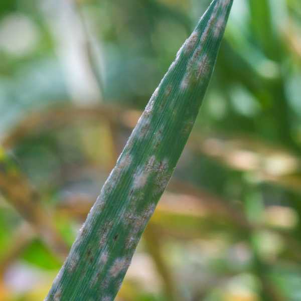 Si votre herbe devient blanche, c'est ce que cela signifie