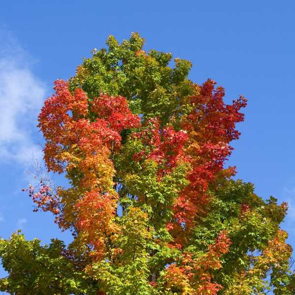 Si vos feuilles ne changent pas de couleurs cet automne, c'est ce que cela signifie