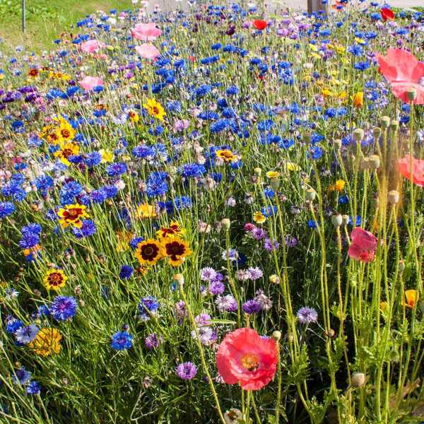 Incroyables jardins arc-en-ciel que vous pouvez cultiver