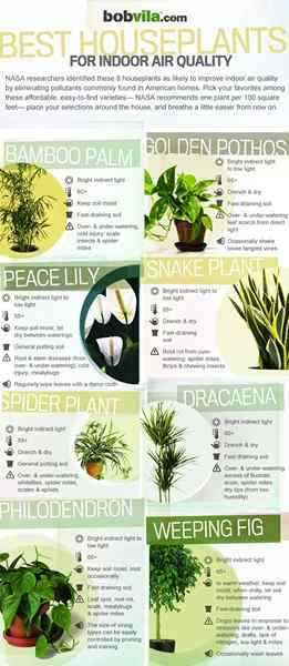 Houseplants Terbaik Infografis untuk Kualitas Udara Dalam Ruangan