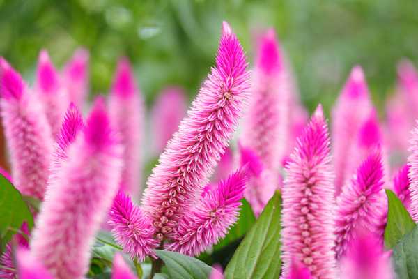 Celosia est-il un vivace?