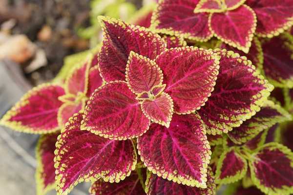 Coleus est-il un annuel ou vivace?