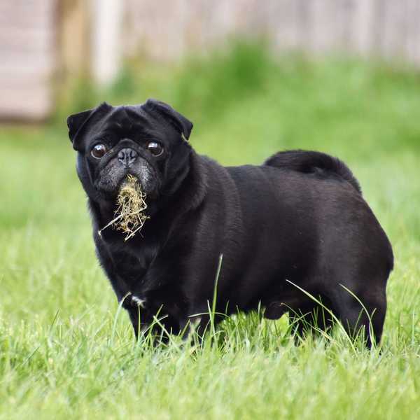 L'herbe est-elle sûre pour les chiens à manger?