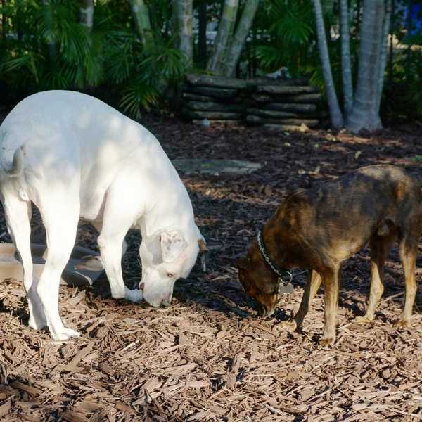 ¿Es seguro el mantillo para que los perros coman??