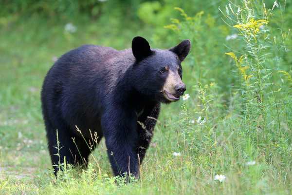 Adakah Bukti Bear Yard Anda?