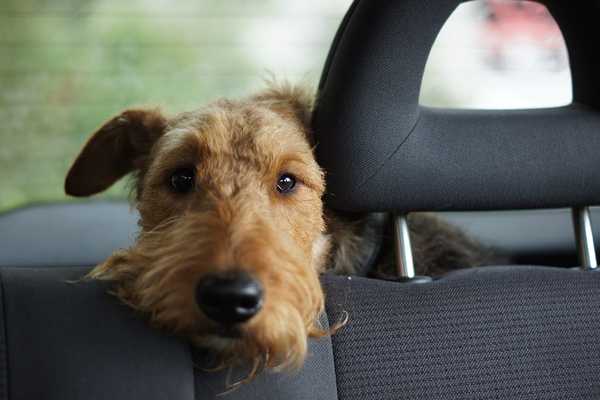 Il est illégal de laisser des animaux de compagnie dans votre voiture dans ces États