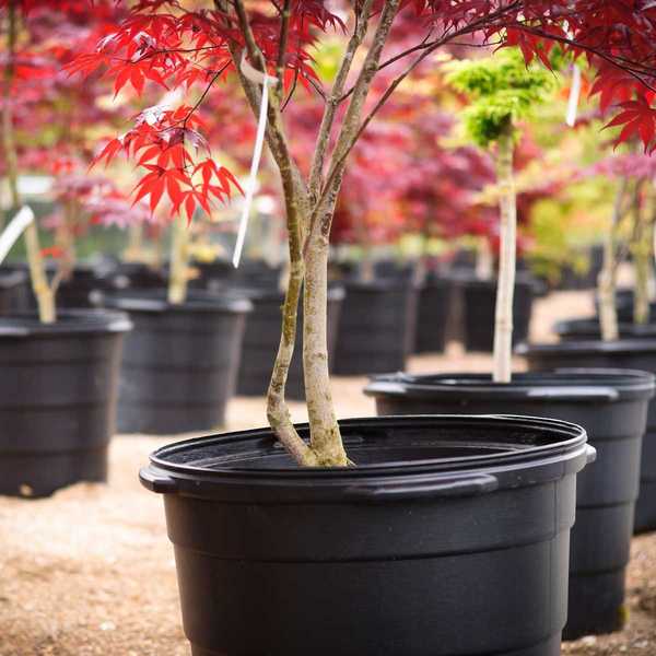 Penanaman penjagaan pokok maple Jepun dan petua yang semakin meningkat