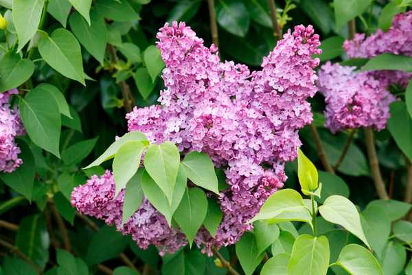 Perbezaan utama antara semak lilac dan pokok ungu