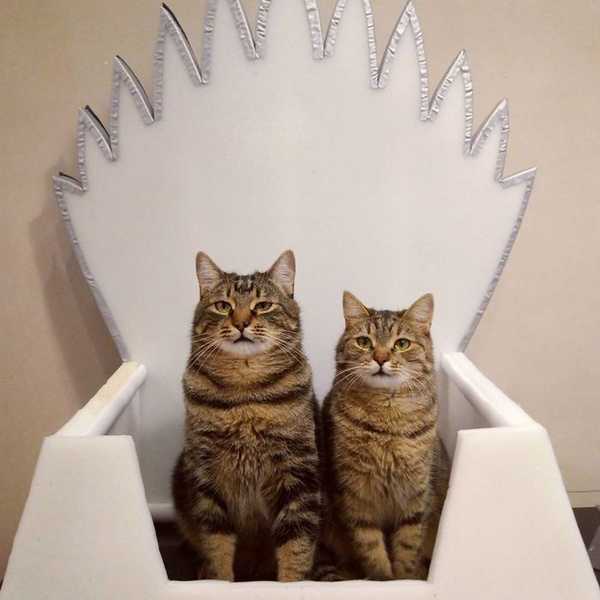 Deja que tu gato reine en el trono de hierro con estas camas de Juego de Tronos