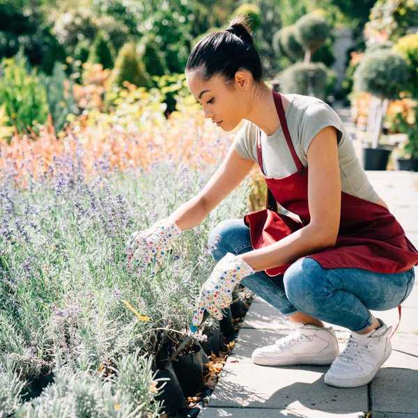 Ideas de paisajismo de bajo mantenimiento para su patio y jardín