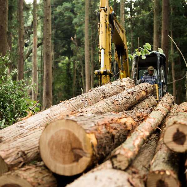 Harga kayu turun hampir 40 peratus dari puncak Mei