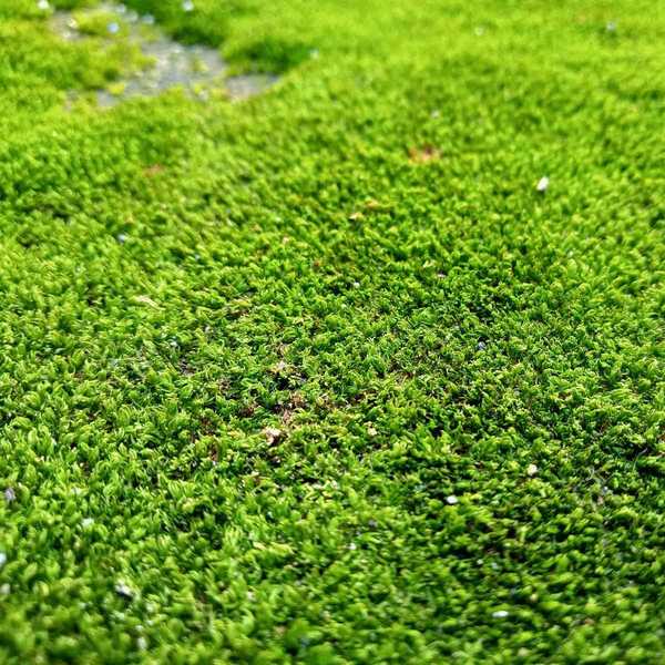 La hierba de musgo crece o deshazte de ella?