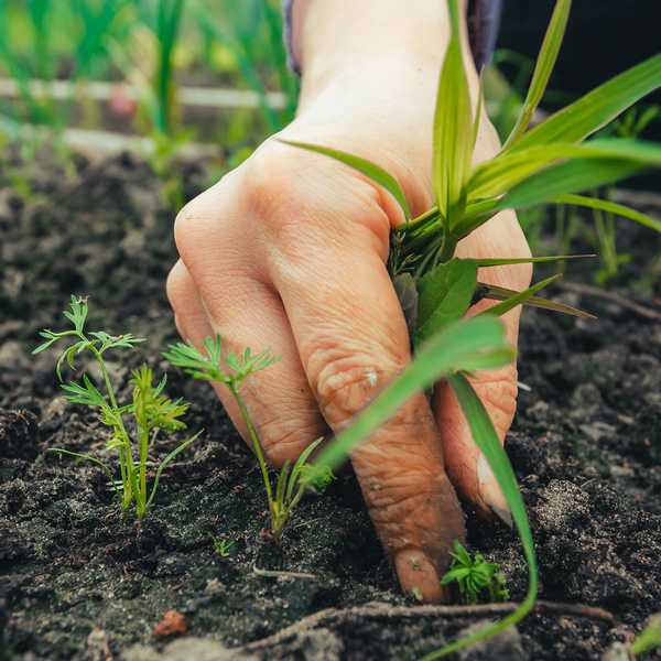 Façons naturelles de tuer les mauvaises herbes et de les sortir de votre jardin