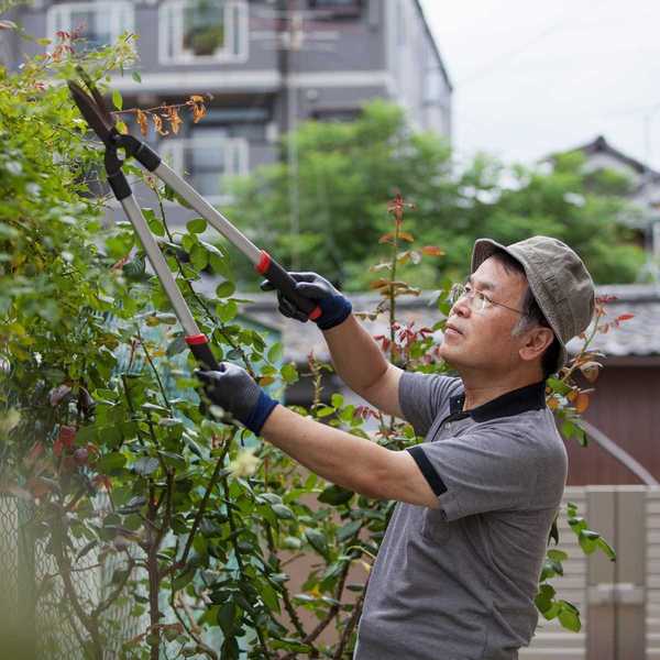 Panduan pemilik rumah baru untuk memangkas kebun anda