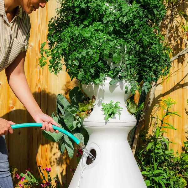 Nourrissez votre pouce vert avec la laitue cultiver la ferme