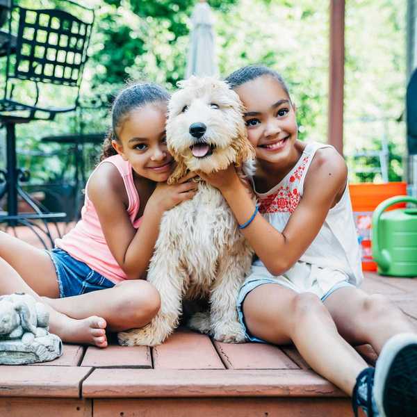 Dangers pour animaux de compagnie dans votre cour (et comment les réparer)