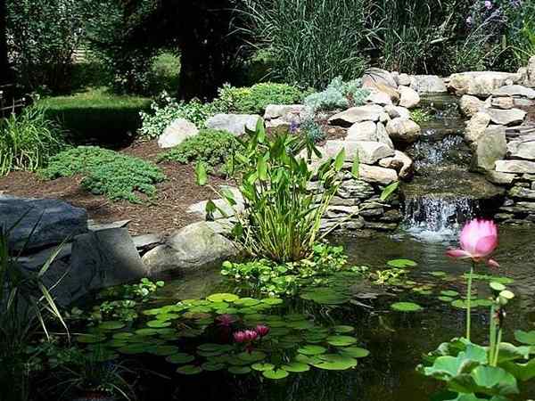 Panduan Perancangan Kolam Backyard