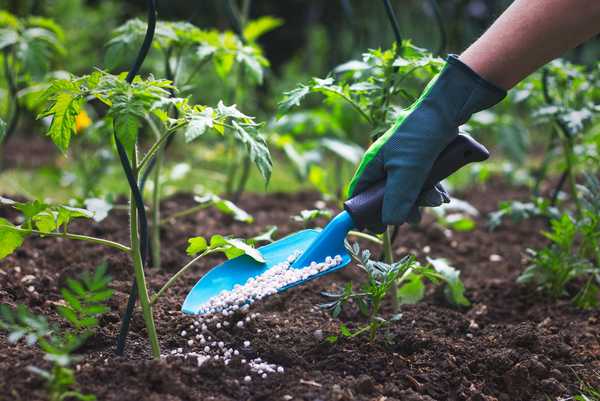 Alimentos vegetales vs. Fertilizante ¿Cuál es la diferencia??