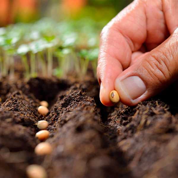 Plantation du calendrier Quand planter ces légumes populaires