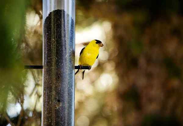 Pro Tipps 5 Möglichkeiten, um Singvögel in Ihren Garten zu bringen