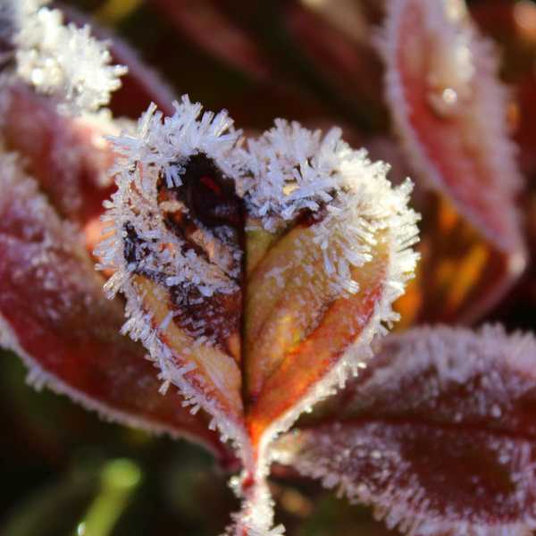 Protégez vos plantes du gel lors d'un snap froid